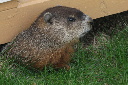 Groundhog Day Logo
