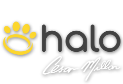 Halo Collar Logo